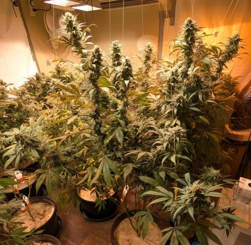 Super Boof. Week 22