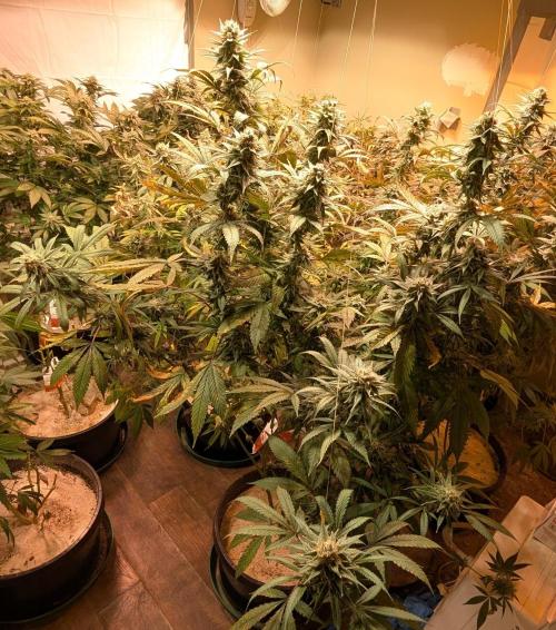 Super Boof. Week 22