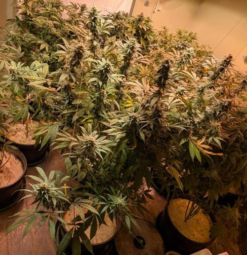 Super Boof. Week 22