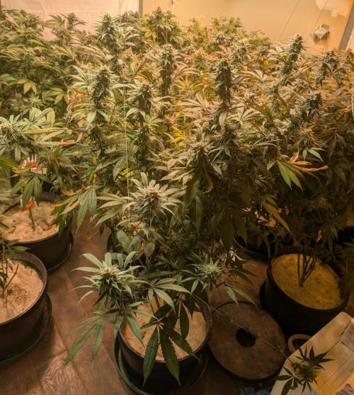 Super Boof. Week 22