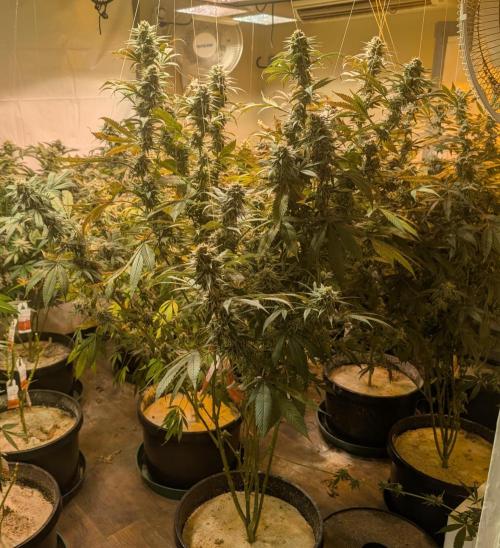 Super Boof. Week 22