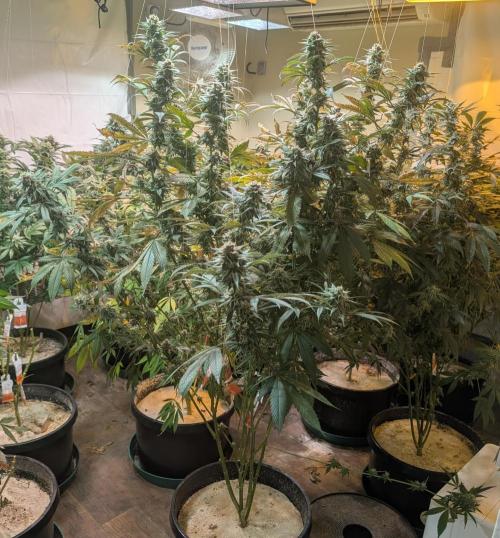 Super Boof. Week 22
