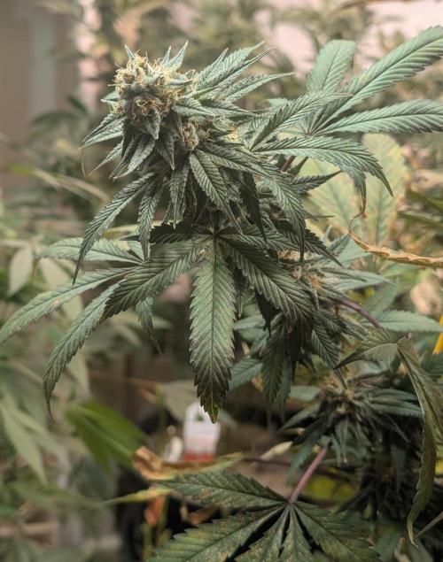 Super Boof. Week 22