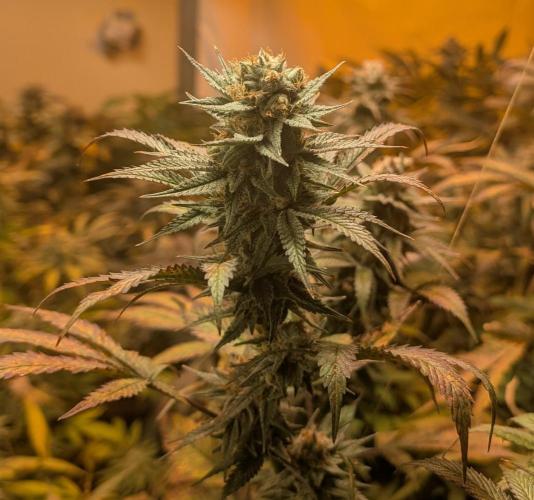 Super Boof. Week 22