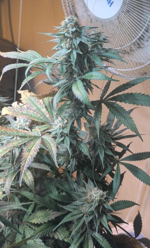 Super Boof. Week 22