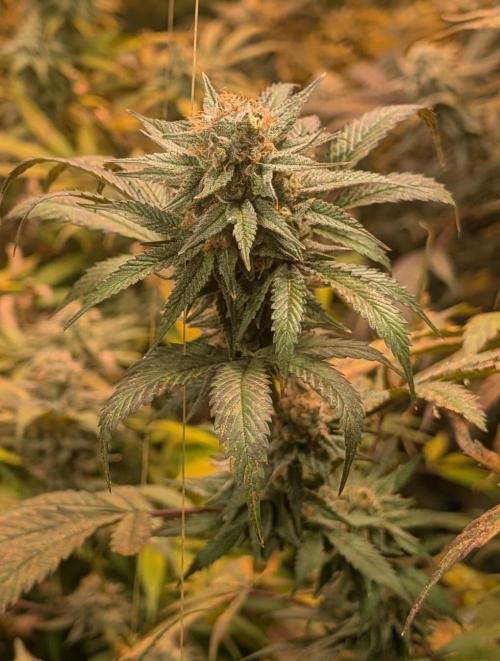 Super Boof. Week 22