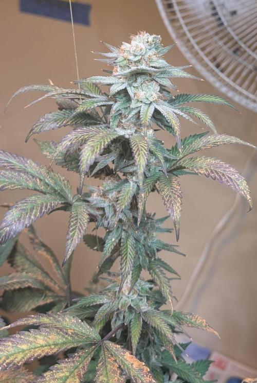 Super Boof. Week 22