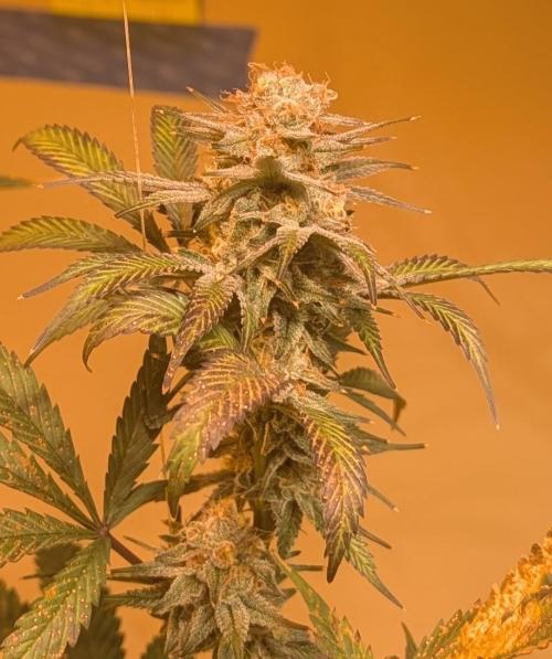 Super Boof. Week 22