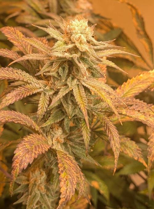 Super Boof. Week 22
