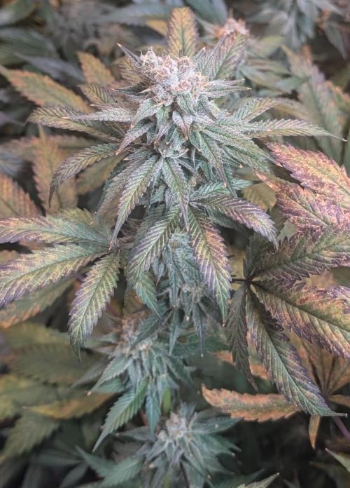 Super Boof. Week 22