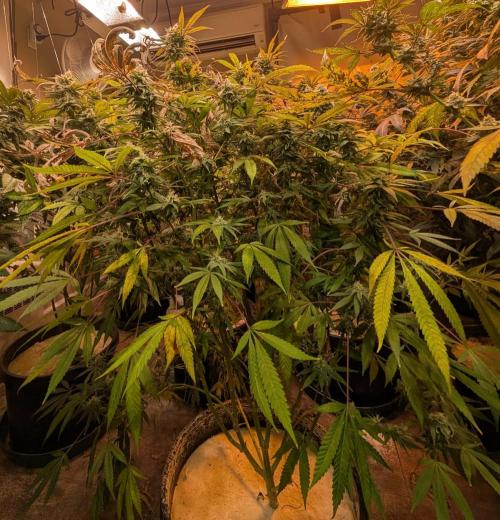 Sunset Sherbet. Week 22