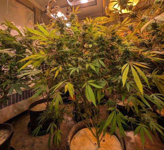Sunset Sherbet. Week 22