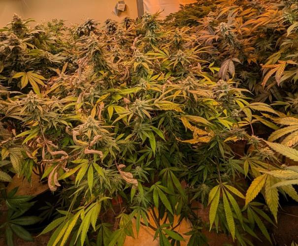 Sunset Sherbet. Week 22