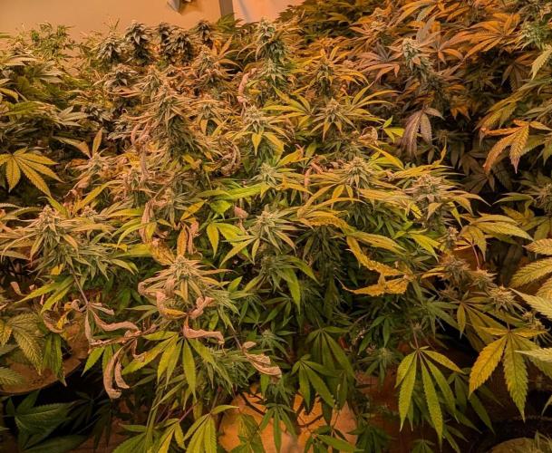 Sunset Sherbet. Week 22