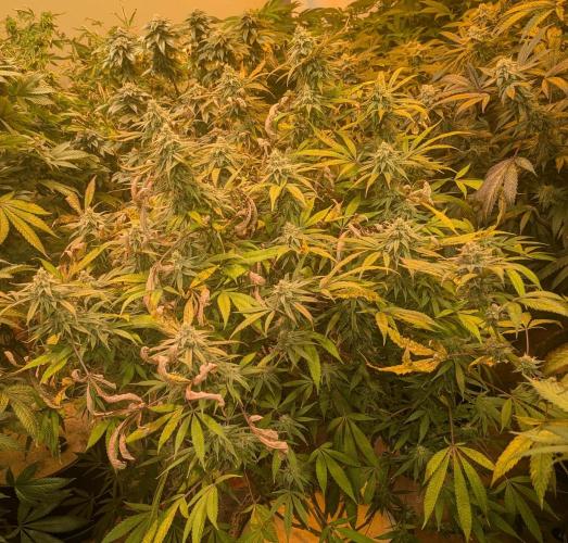 Sunset Sherbet. Week 22