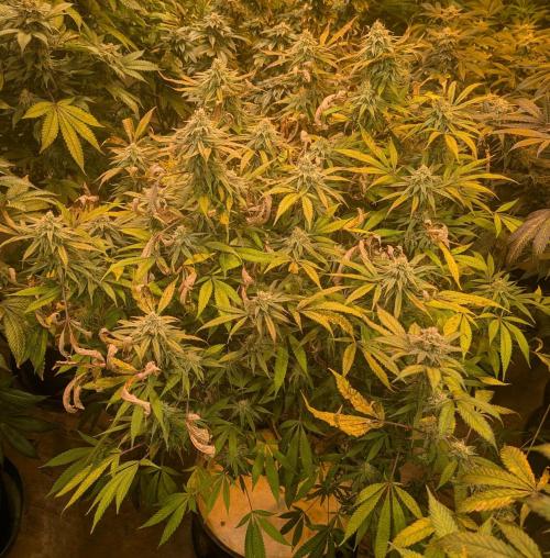 Sunset Sherbet. Week 22