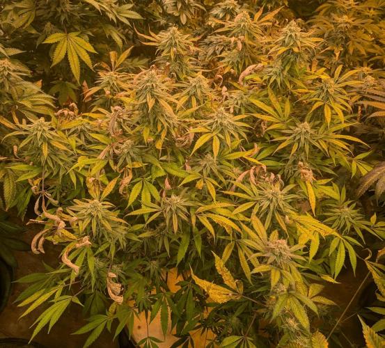 Sunset Sherbet. Week 22