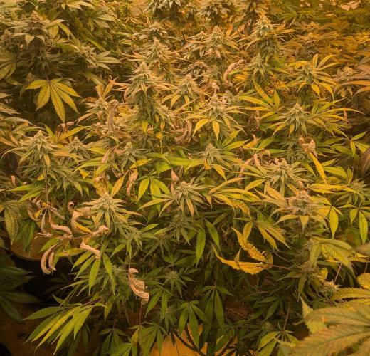 Sunset Sherbet. Week 22