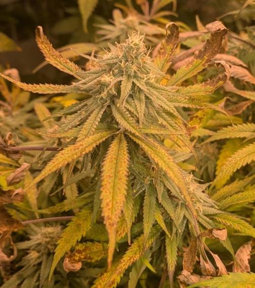 Sunset Sherbet. Week 22