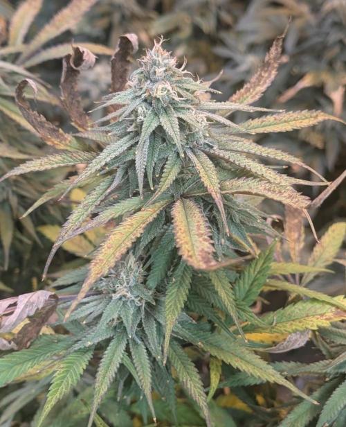 Sunset Sherbet. Week 22