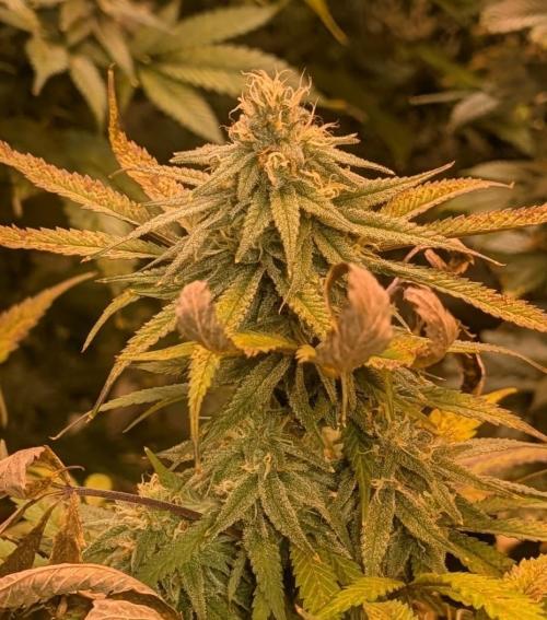 Sunset Sherbet. Week 22