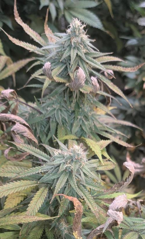 Sunset Sherbet. Week 22
