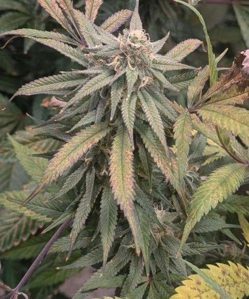 Sunset Sherbet. Week 22