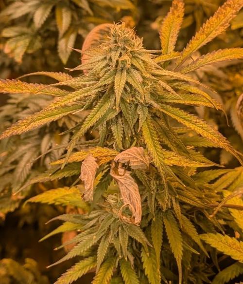 Sunset Sherbet. Week 22