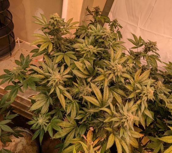 Cereal Milk. Week 22
