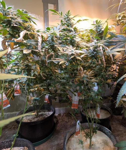 Zoap Rosé. Week 22