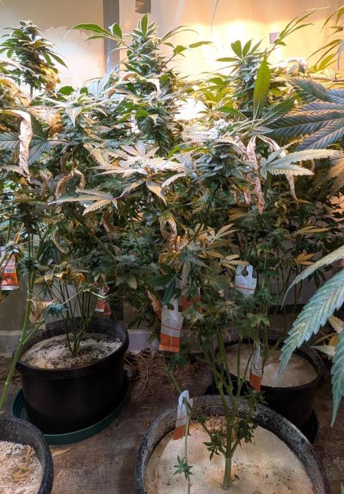 Zoap Rosé. Week 22