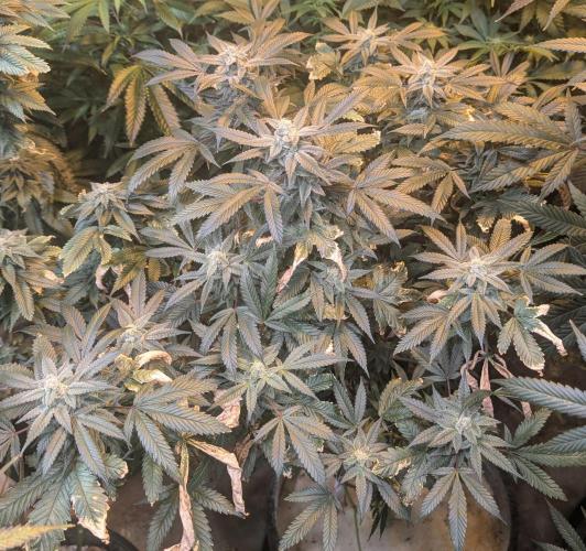 Zoap Rosé. Week 22