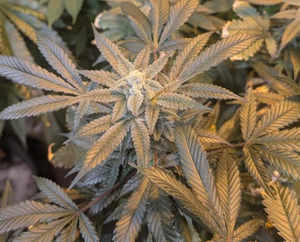 Zoap Rosé. Week 22