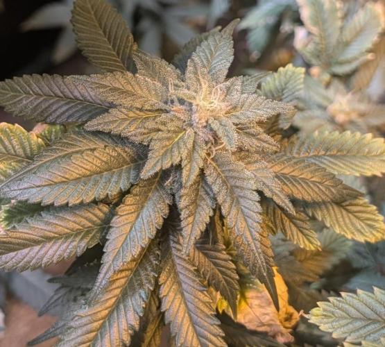 Zoap Rose. Week 22