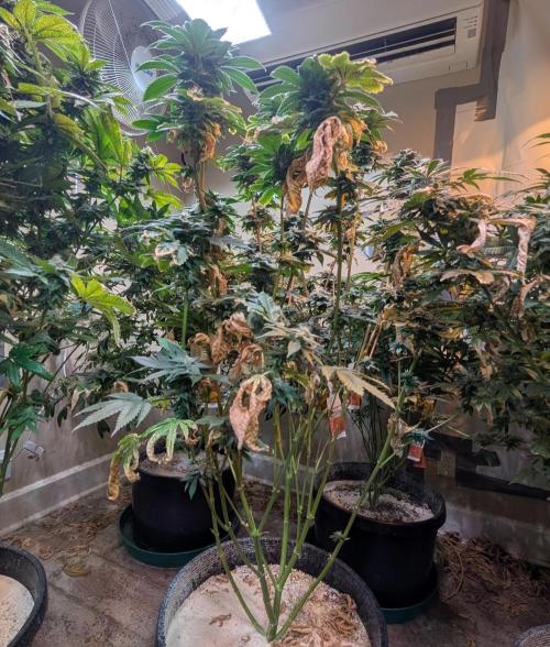 Pink Gelato. Week 22