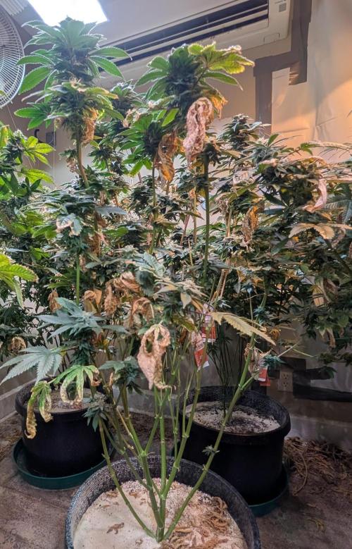 Pink Gelato. Week 22
