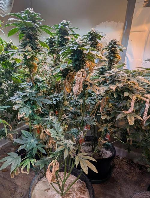 Pink Gelato. Week 22