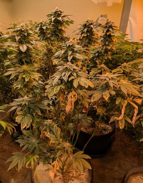 Pink Gelato. Week 22