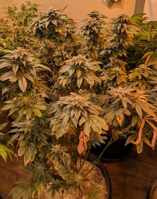 Pink Gelato. Week 22