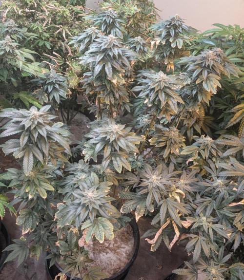 Pink Gelato. Week 22