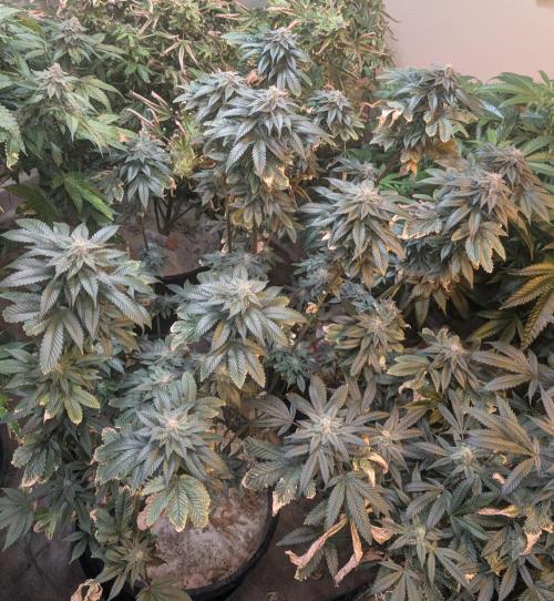 Pink Gelato. Week 22