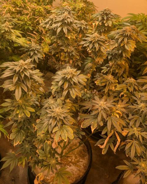 Pink Gelato. Week 22