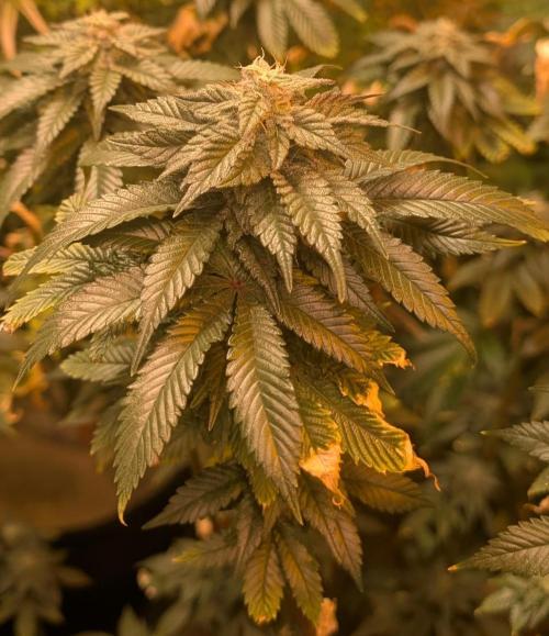 Pink Gelato. Week 22
