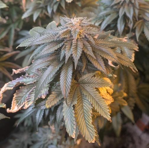 Pink Gelato. Week 22