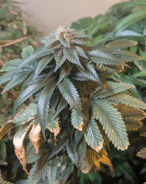 Pink Gelato. Week 22