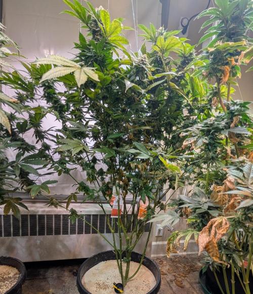Fruity Pebbles. Week 22