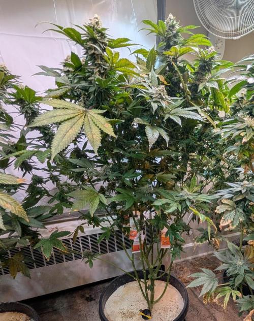 Fruity Pebbles. Week 22