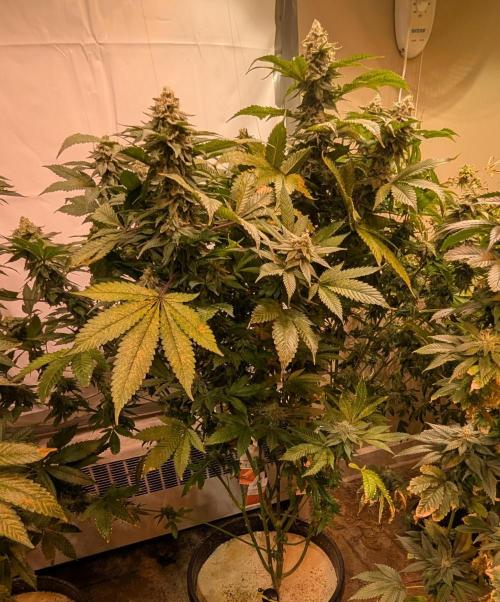 Fruity Pebbles. Week 22