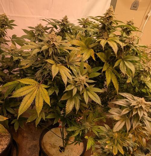 Fruity Pebbles. Week 22