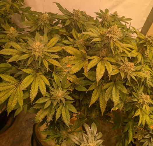 Fruity Pebbles. Week 22